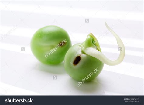 Pea Seed Germination Green Pea Sprout Stock Photo 1084766933 Shutterstock