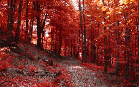 Nature Forest Path Fall Trees Red Leaves Wallpaper Nature And