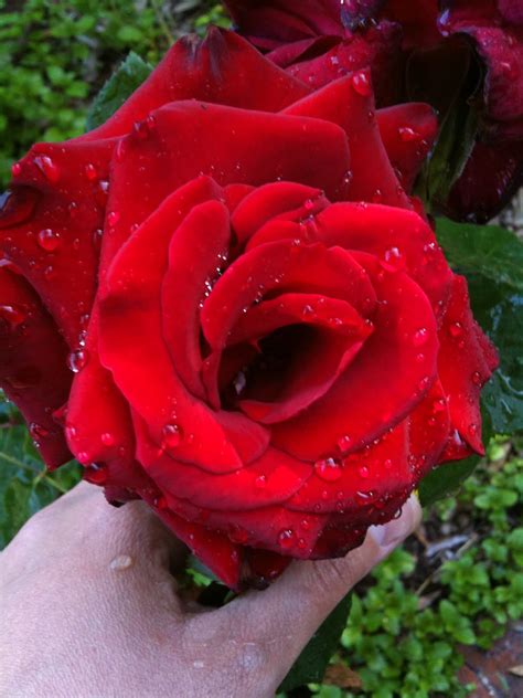 Kind hearts are a garden: Rosaceae indica - Indian Red Rose