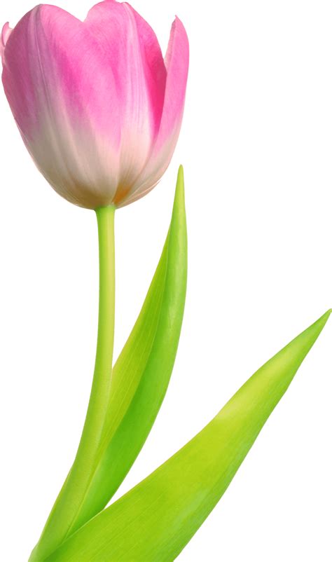 Single Tulip Flower PNG - Pink Tulip Flower PNG - Flower PNG Image