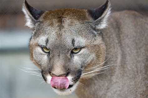 Puma facts, pictures, video & info for kids & adults. Photos puma Big cats Whiskers Snout animal