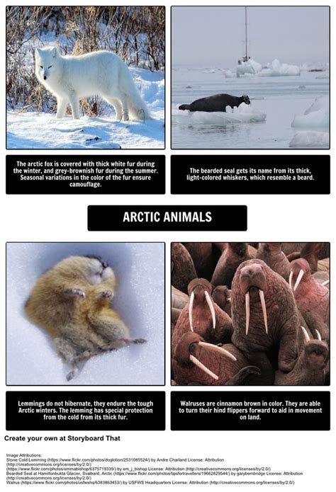 Where Do Polar Bears Live By Sarah Thomson Arctic Animals Check Out