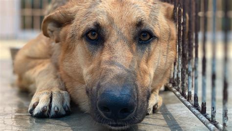 2,500 pounds of pet food stolen from omaha nonprofit www.omaha.com homeward bound in the heartland animal rescue inc. Donate Now | Coastal K9 GSR is HOMEWARD BOUND!! by Coastal ...