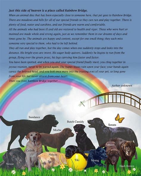 Rainbow Bridge Rainbow Bridge Dog Rainbow Bridge Dog Poems