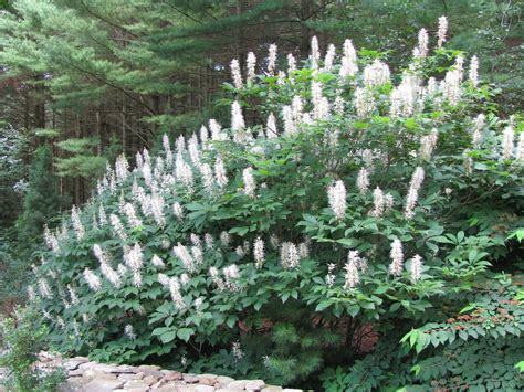 Citing global warming, virginia pine and river birch trees are going into the tallmadge meadows area of the munroe falls metro park, along with native ohio species, said. Bottlebrush Buckeye Blows Me Away - Southern Living
