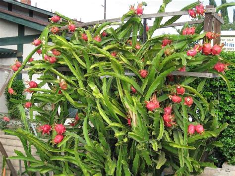Back then, dragon fruit was new to malaysia. Photo of Dragon Fruit Plant, dragon fruit farm, grow at home
