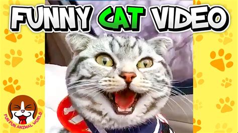 Funny Cat Videos Try Not To Laugh Impossible 🐱 Naughty Cats Make You