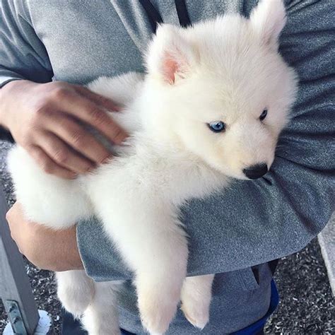 Husky Heaven 🐶 On Instagram Who Else Wants An All White Fluffy Husky 😻💙