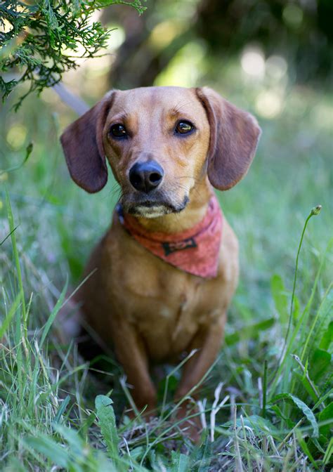 Find a dachshund puppy from reputable breeders near you in minnesota. Shelter Dogs of Portland: "KIWI" outgoing Dachshund ...
