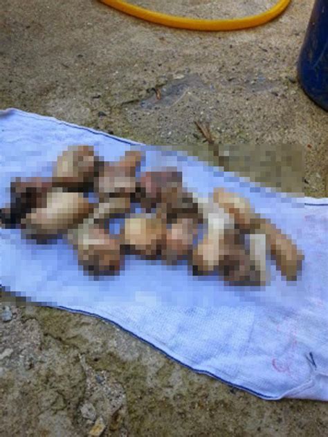 Katanya, kempen mencegah pembuangan bayi sedang giat dilaksanakan kementeriannya dengan kerjasama pelbagai pihak termasuk pihak lebuhraya utara selatan dengan melekatkan poster berserta nombor talian kasih 15999 di pintu tandas di 22 kawasan rehat dan rawat di seluruh negara selain malaysia airport holdings bhd, syarikat telekomunikasi dan prasarana malaysia berhad (prasarana). 6 Kes Pembuangan Bayi Yang Paling Kejam Di Malaysia. Apa ...