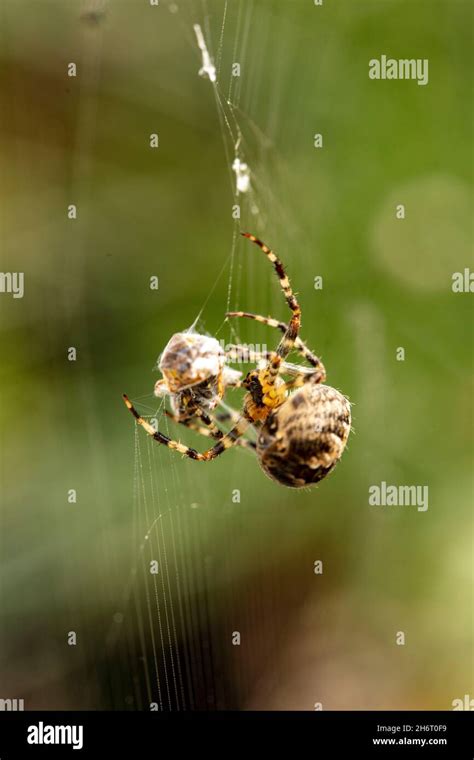 Common Garden Spider Wrapping Its Prey In A Silk Prison Natural