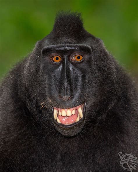 Cheeky Monkey Primates Pose For Photographer With Hilarious Human Like