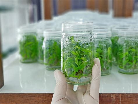 Tissue Culture Contamination And 7 Easy Steps Of Prevention Plant