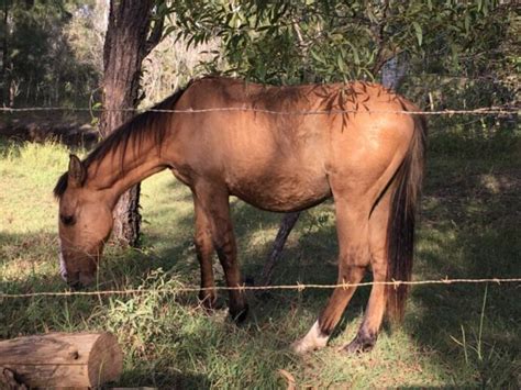 Bay Dun Gelding Horses And Ponies Gumtree Australia Rockhampton