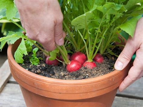 There is no such thing as foolproof vegetable gardening, but container vegetable gardening comes close by reducing problems posed by weather and critters. Best Vegetables to Grow in Pots | Most Productive ...