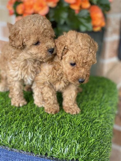Female Toy Poodles