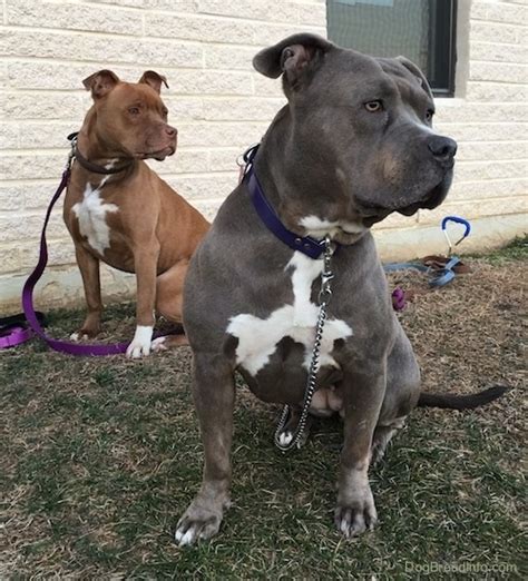 Maybe you would like to learn more about one of these? American Pit Bull Terrier Dog Breed Information and Pictures