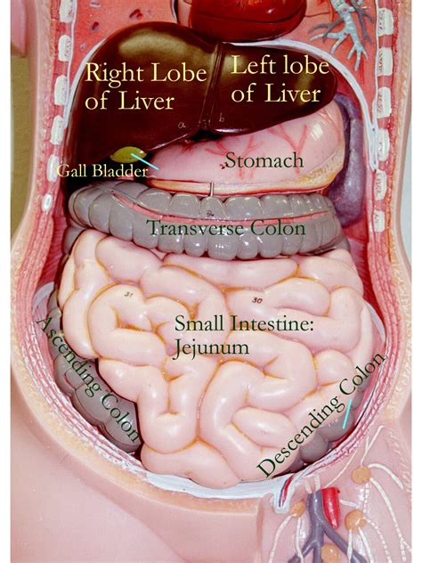 Small Intestine Model Anatomy