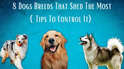 8 Dogs Breeds That Shed The Most Tips To Control It