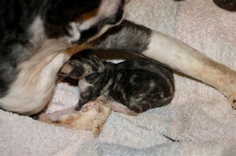 itzapromise puppies and kittens beetle and her woodlice