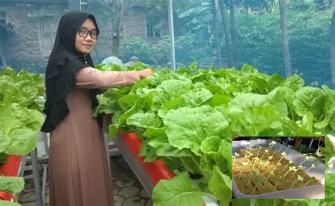 Penerima & pemancar televisyen dan radio, rakaman bunyi atau video. Geramnyer! Tengoklah Sawi Akak Ni Gebu-gebu! Begini Cara ...
