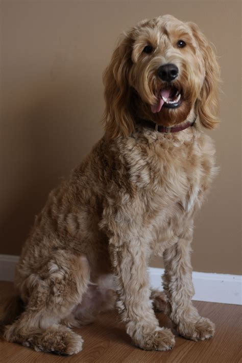Find your perfect hairstyle with our free questionnaire. Pin on Goldendoodle Obsession