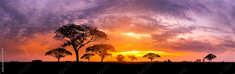 Fototapeta Panorama Silhouette Tree In Africa With Sunsettree