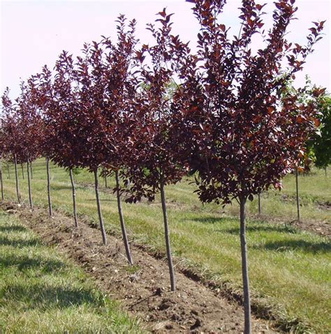 Canada Red Select Cherry Tree Shade Trees Tree Yard Landscaping