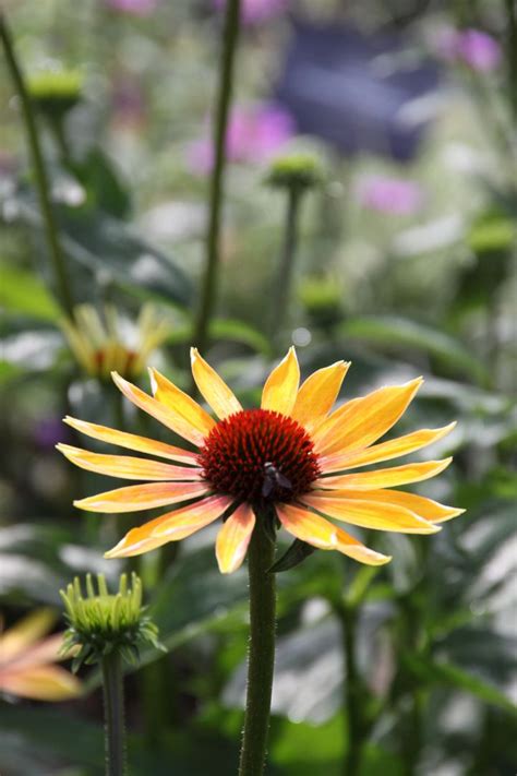 We did not find results for: Echinacea 'Evening Glow' - Zonnehoed | De Tuinen van Appeltern