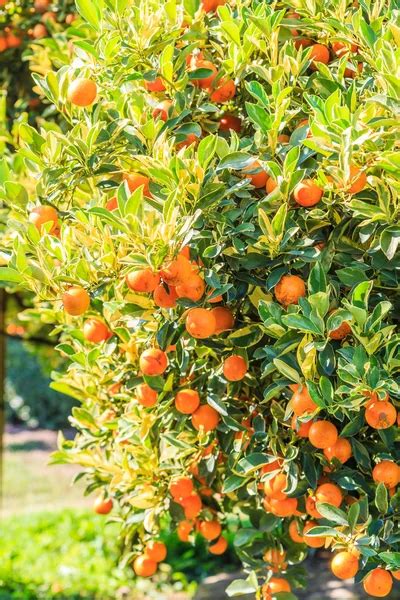 Orange Tree In Farm Stock Image Everypixel