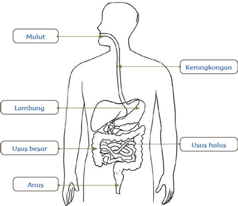 Mengenal Anatomi Sistem Pencernaan Manusia Beserta Fungsinya Bagi Tubuh