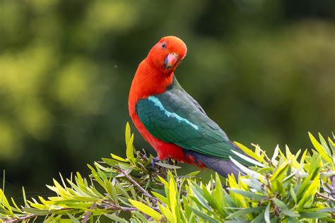 King Parrot M I Dr Alvin Van Niekerk Flickr