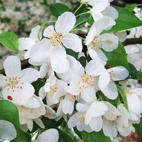 13 Stunning Crabapple Trees That Add Long Lasting Color To Your