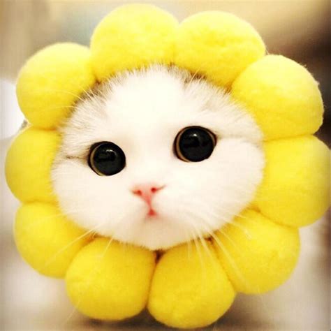 Ju Cosplay Dog Cat Pet Flower Headgear Hat Costume Puppy