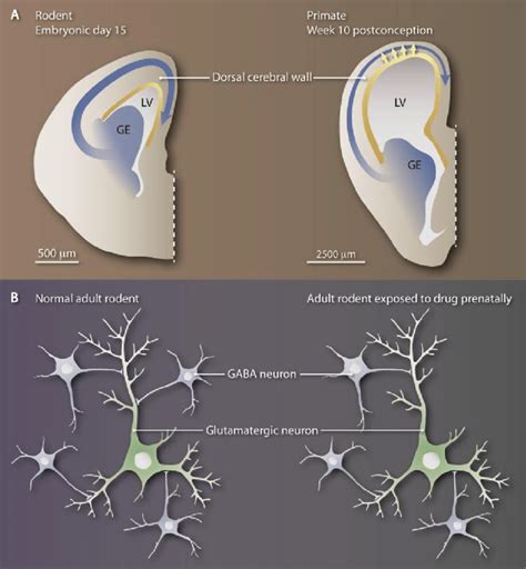 The Circuitous Migration Of Cortical Gaba Neurons A Gaba Neurons In