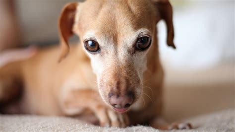 Pet Therapy le Razze di Cane più adatte agli Anziani Purina