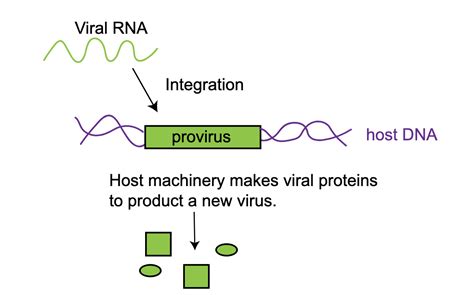 The Ghosts In Your Genome How Retroviruses Influence Your Development