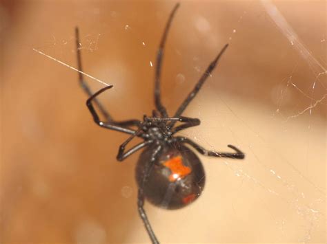 How To Care For A Pet Black Widow Spider Pethelpful