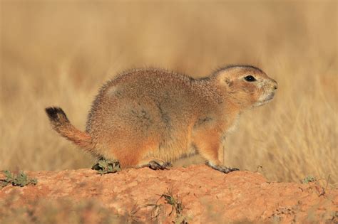 Arizona Desert Animals Pictures, Arizona Habitats Mammals Birds