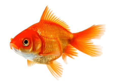 Goldfish Png Transparent Image Download Size 670x472px