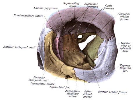 Anatomy Head And Neck Orbit Article