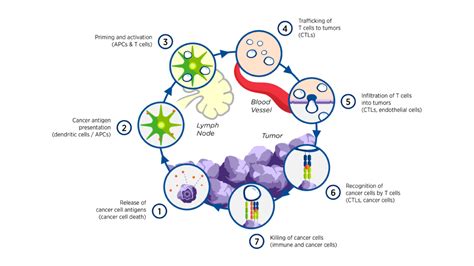 A Primer On Cancer Immunotherapy Part The Cancer Immune Response