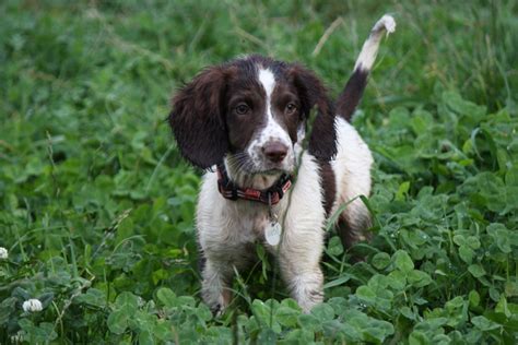 English Springer Spaniel Dog Breeds Facts Advice And Pictures