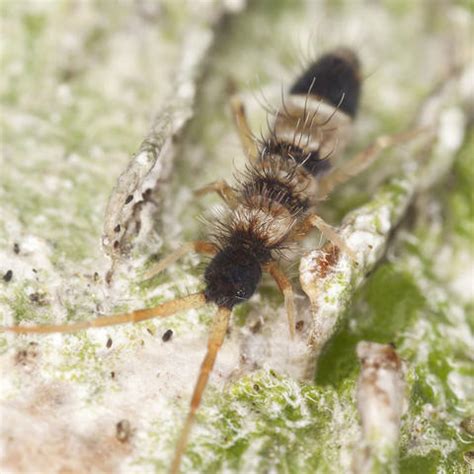 Der springschwanz, ein kleines, flohähnliches tier, klammert sich an den rücken der fliege, wie die interessanterweise ist ein winziger abstand zwischen fliege und springschwanz zu erkennen. Springschwänze erkennen und bekämpfen - Mein schöner Garten