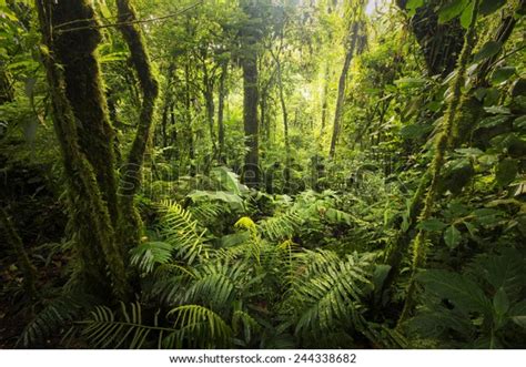 Photo De Stock De Beautiful Dense Vegetation Cloudforests Costa Rica