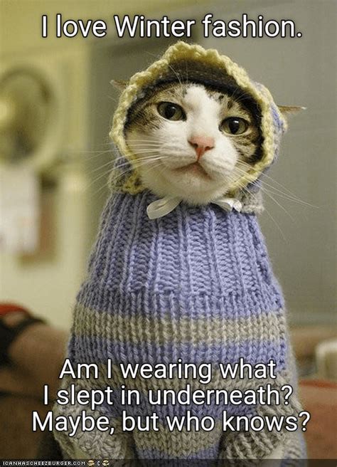 Lolcats Winter Lol At Funny Cat Memes Funny Cat Pictures With