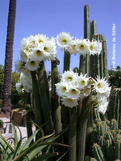 Trichocereus Schickendantzii Cactus Flowers Cacti And Succulents