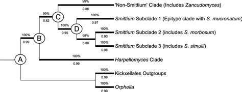 Overview Tree Of Major Clades And Nodes From Complete Phylogenetic Tree