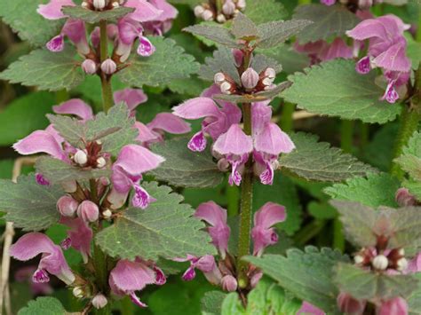 This is a high maintenance plant that will require regular care and upkeep, and can be pruned at anytime. Lamium maculatum - Spotted Dead Nettle | World of ...