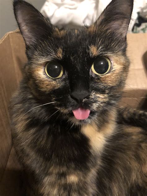 My Tortoiseshell Bobtail Lucie Shes A Rescue And Is Such A Character